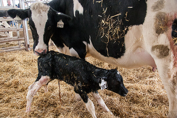 Your cow’s colostrum : More than Just immunoglobulins